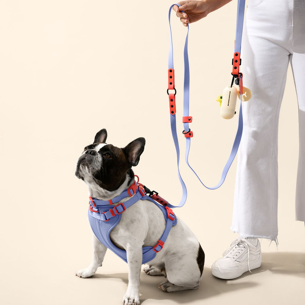Complete Dog Collar Harness Leash Set Accessories